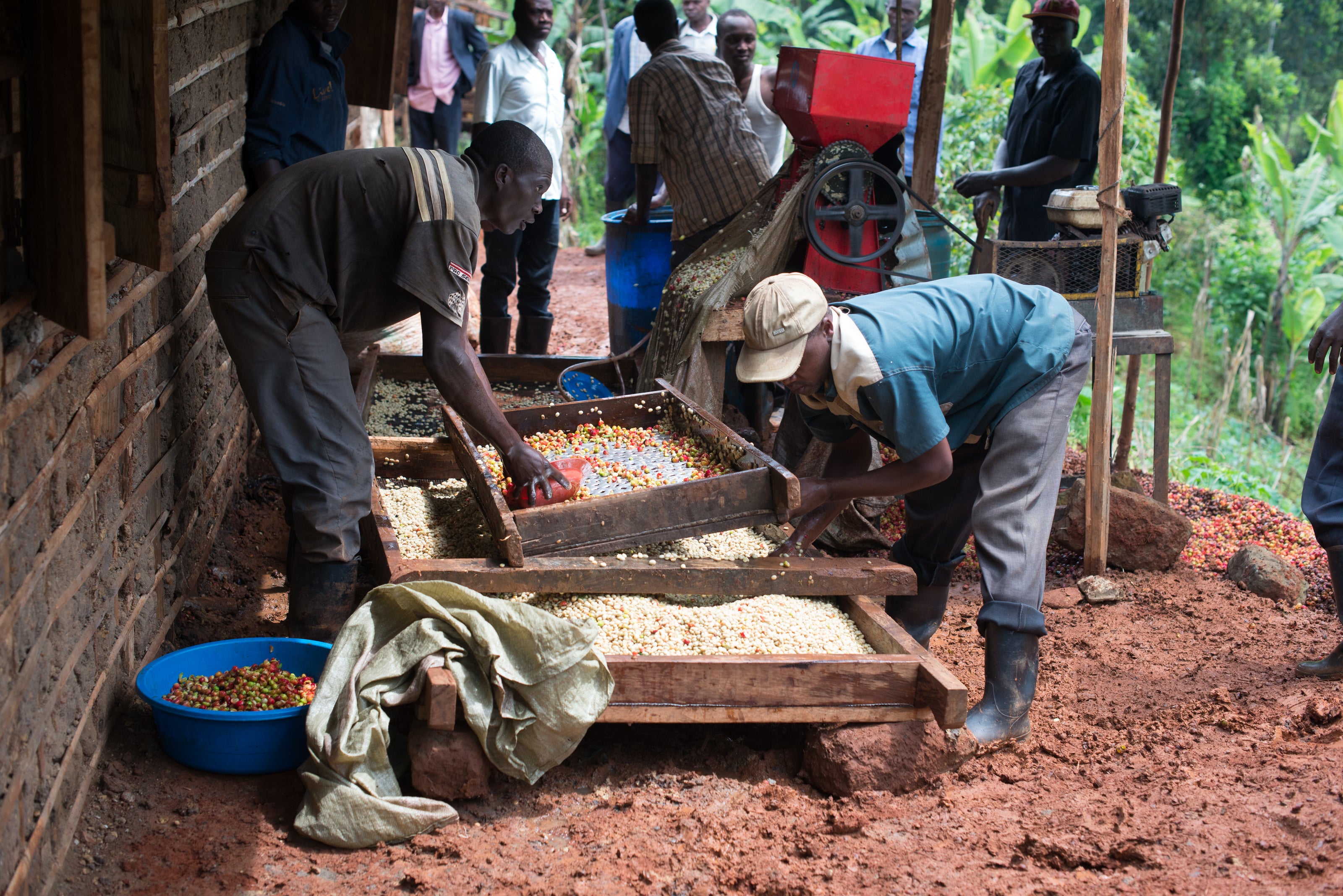 Coffee cherries being processed 